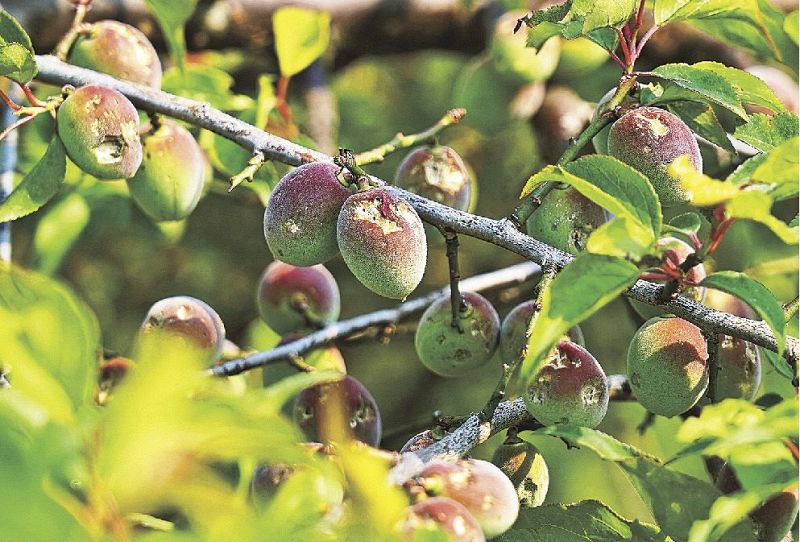 ひょうが当たって、傷が目立つ梅の実（和歌山県みなべ町東本庄で）