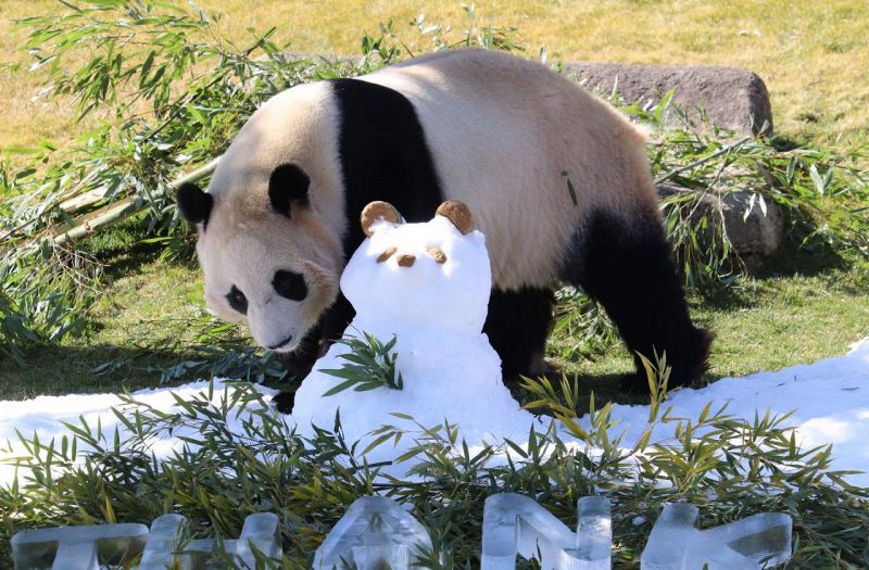 プレゼントに興味を示す「楓浜」（2025年２月14日、白浜町のアドベンチャーワールドで）