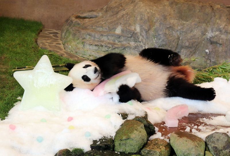 七夕プレゼントの氷で遊ぶ楓浜（５日、和歌山県白浜町で）