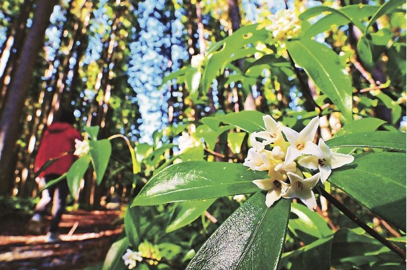 古道沿いで芳香のある白い花を咲かせているコショウノキ（田辺市本宮町で）