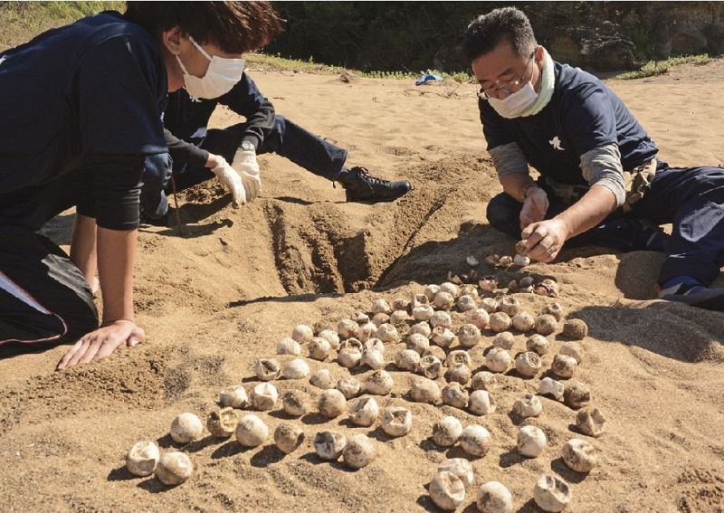 ふ化状況を調べるＮＰＯ日本ウミガメ協議会の松沢慶将会長（右）ら＝和歌山県みなべ町山内で