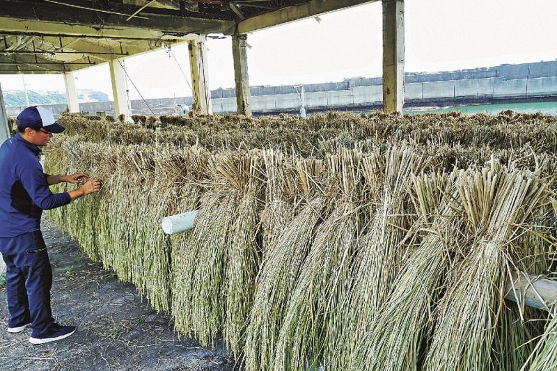 鹿島神社の大しめ縄に使うため干している稲（和歌山県みなべ町埴田で）