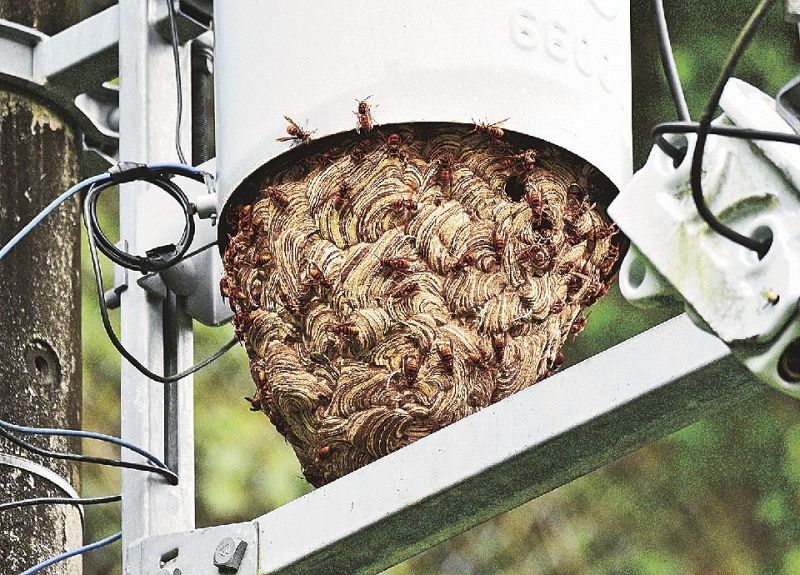 電柱にできたスズメバチの巣（和歌山県田辺市龍神村湯ノ又で）