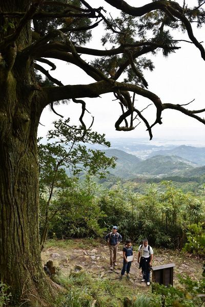 潮見峠越の「捻木の杉」周辺からは、田辺湾を一望することができる（田辺市上野で）