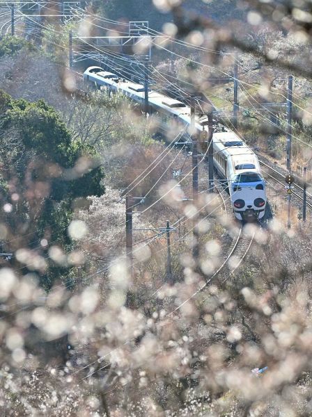 梅の花と共演する「パンダくろしお」（２５日、和歌山県みなべ町山内で）
