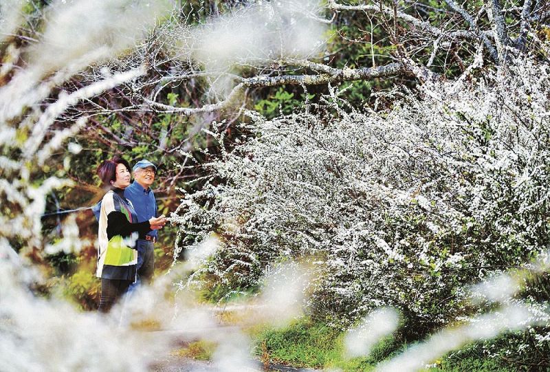 見頃を迎えているユキヤナギ（１９日、和歌山県白浜町の平草原公園で）