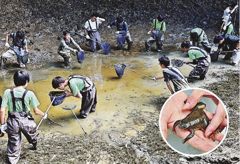 水を抜いたため池でアフリカツメガエルを捕獲する田辺中学校と田辺高校の生物部員たち。円内は捕獲されたアフリカツメガエル（和歌山県田辺市新庄町で）