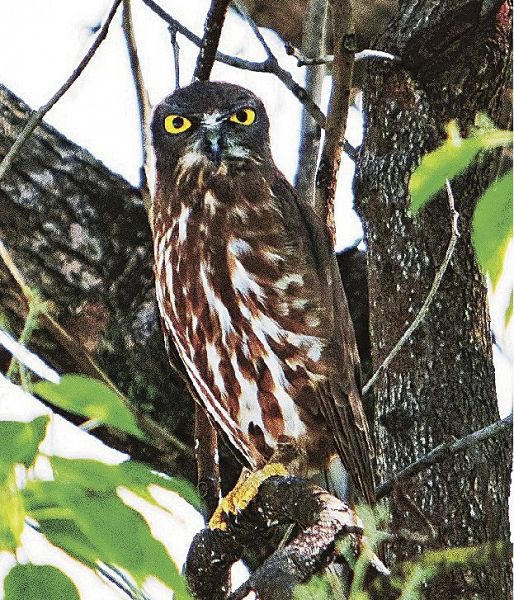 熊野高校内の木の枝に止まるアオバズク（和歌山県上富田町朝来で、入澤和彦校長撮影）
