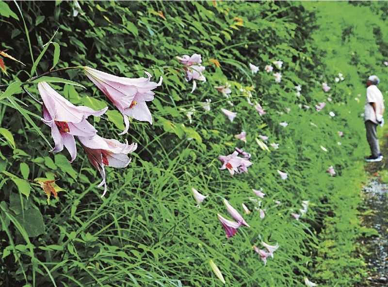 山の斜面に約５００本のササユリが群生している（１４日、和歌山県古座川町西川で）