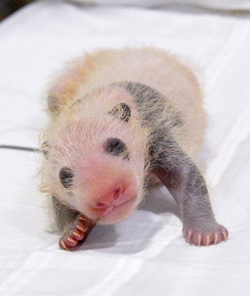 体の白黒がはっきり見えてきたパンダの赤ちゃん（アドベンチャーワールド提供）