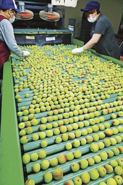 出荷に向け、選果場で傷がないか選別される南高梅（２４日、和歌山県田辺市下三栖で）