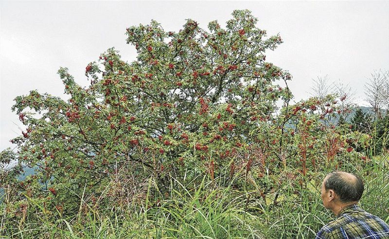 赤い実をつけたナナカマド（和歌山県田辺市龍神村龍神で）