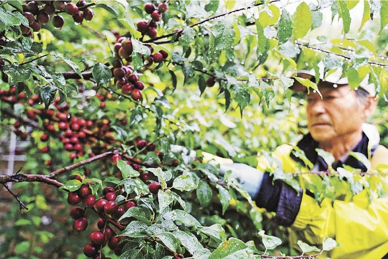 雨の中、紅紫色に色づいた小梅のパープルクィーンを収穫する農家（２１日、和歌山県田辺市中三栖で）
