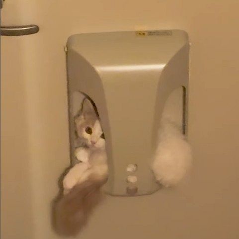 きょとんとした顔で飼い主を見つめるミヌエットのつなちゃん／みりん&つなさん（@mirin_tsuna） 提供