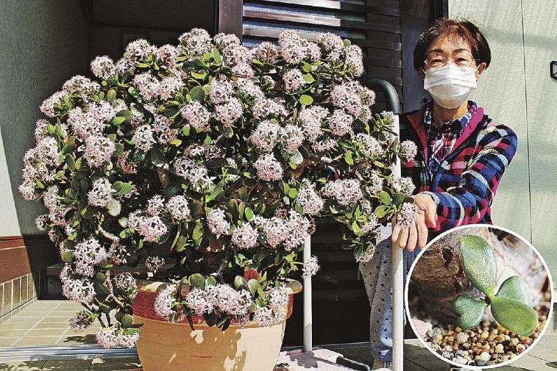 かわいらしい花をつけた金のなる木。円内はハートに見える葉（和歌山県田辺市芳養町で）