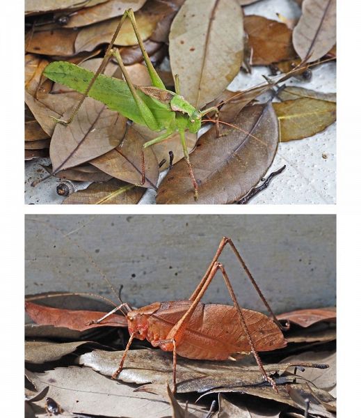 最近、鳴き声を聞く機会が増えたタイワンクツワムシ（上）と、個体数が減っているとみられるクツワムシ＝和歌山県田辺市