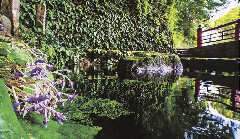 熊野古道沿いにある名所「野中の清水」を彩るイワタバコの花（和歌山県田辺市中辺路町野中で）