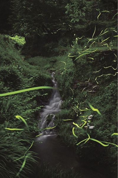 谷川で乱舞するゲンジボタル（１８日午後８時すぎ、和歌山県古座川町西川で）＝露光時間約５０秒