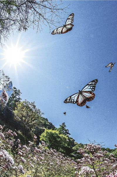 「だるま寺」として知られる興禅寺そばのフジバカマ園で乱舞するアサギマダラ（２６日、和歌山県上富田町市ノ瀬で）