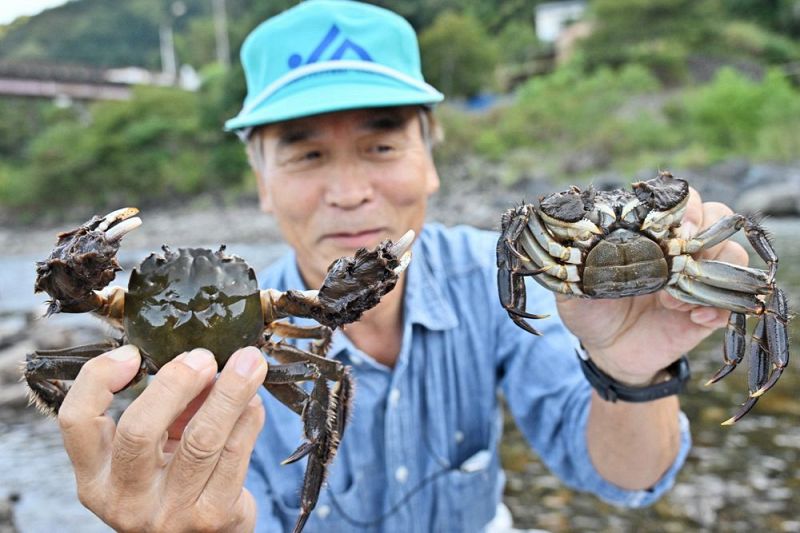 富田川で捕獲されたモクズガニ（２７日、和歌山県田辺市中辺路町で）