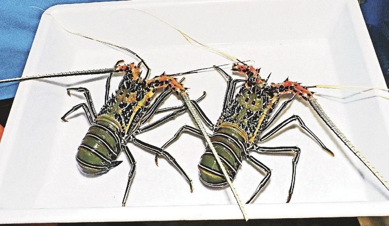 １４年ぶりにエビとカニの水族館に持ち込まれたゴシキエビ（和歌山県すさみ町江住で）