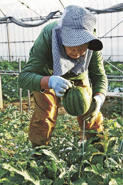 シャリシャリとした食感が特徴の小玉スイカ「ピノ・ガール」（和歌山県印南町印南で）
