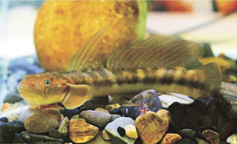 〝駅長〟に就任したボウズハゼ（和歌山県古座川町小川で）