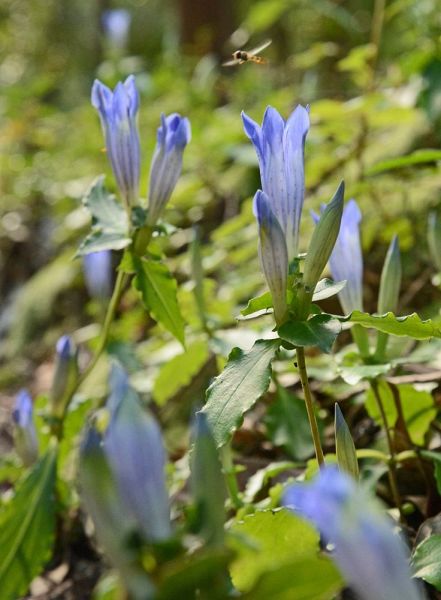 参道沿いで咲き始めたアサマリンドウ（和歌山県みなべ町清川で）