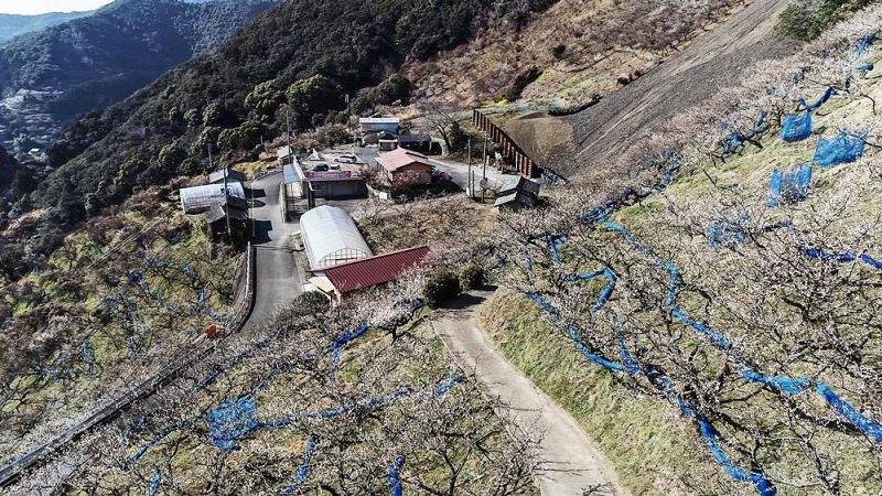 見頃を迎えている紀州石神田辺梅林（和歌山県田辺市上芳養で）＝ドローンで撮影