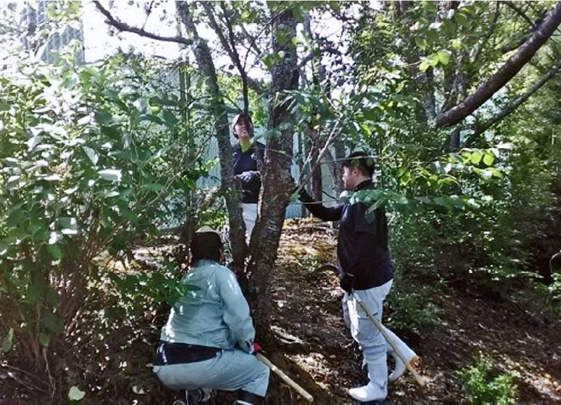 クビアカツヤカミキリが発生していないか確認する調査員（和歌山県みなべ町土井で）