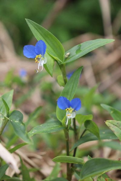 ツユクサの花（和歌山県田辺市新庄町で）