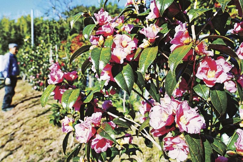 鎌田池公園を彩るツバキの花（６日、みなべ町東吉田で）