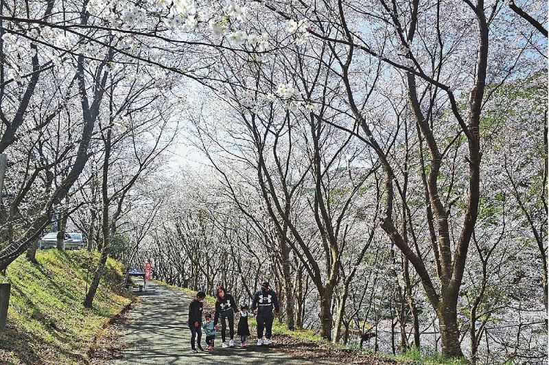 ダムから続く桜並木