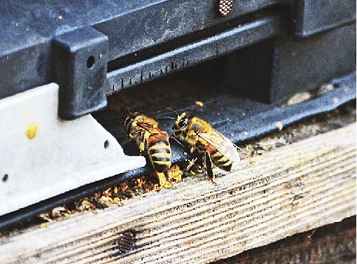 巣箱を出入りするセイヨウミツバチ（１日、和歌山県みなべ町西岩代で）