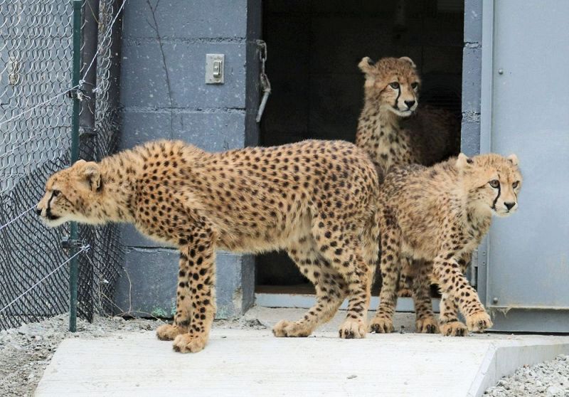 寝室から出てきたチーターの子ども（12日、和歌山県白浜町で）
