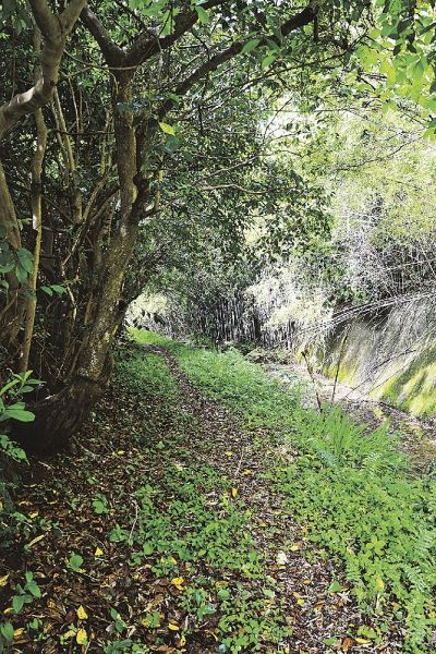 千里王子跡近くの土のまま残っている熊野古道紀伊路