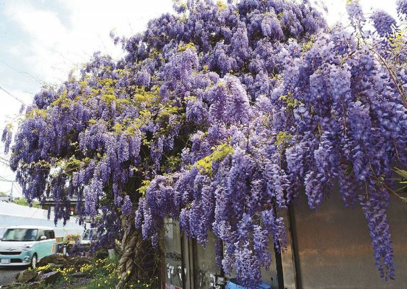 見事に咲き誇るフジの花（１４日、和歌山県みなべ町晩稲で）