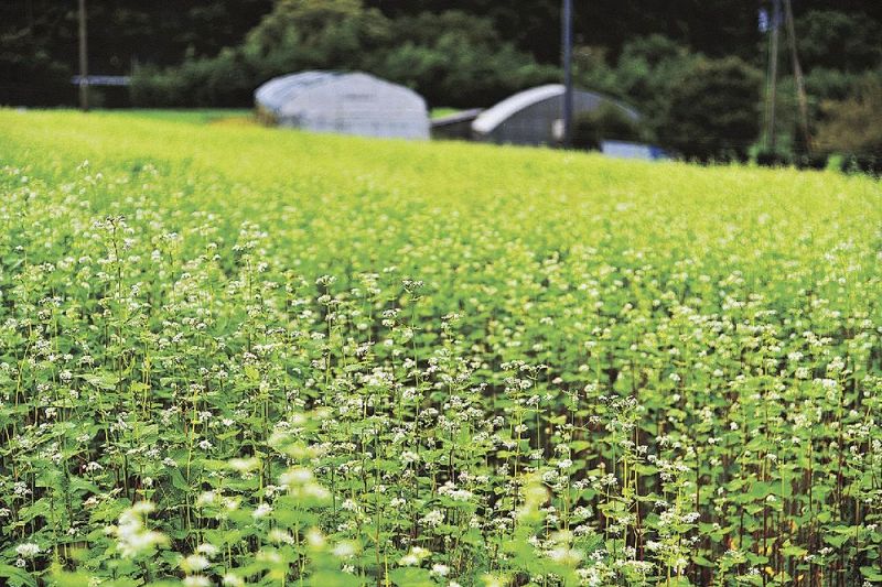 畑一面に、ソバが小さな白い花を咲かせている（和歌山県田辺市龍神村甲斐ノ川で）