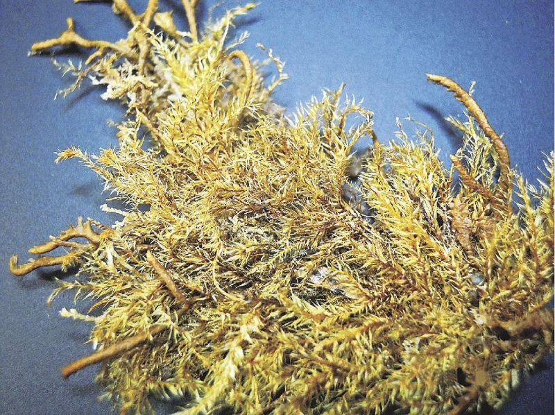 日本で初めて確認されたヒメナガスジコモチイトゴケ（土永浩史さん提供）