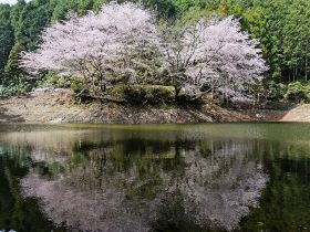 水面に美しい花を映すクマノザクラ（２５日、和歌山県古座川町潤野で）