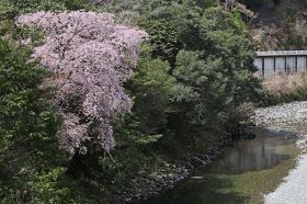 清流との共演が楽しめるクマノザクラ（和歌山県古座川町山手で）