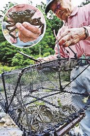 秋の味覚求め川に籠　古座川でモクズガニ漁