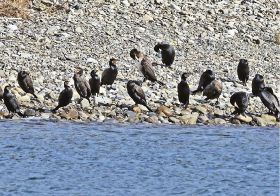 古座川河口で羽休めするカワウ（和歌山県串本町古座で）
