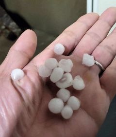 降った大きなひょうの粒（１４日午後６時４５分ごろ、和歌山県みなべ町晩稲で）