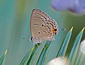 和歌山県に熱帯チョウ飛来　クロマダラソテツシジミ、幼虫がソテツ新芽食べる