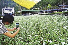 ソバの花見頃　和歌山県田辺市龍神村