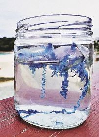 釣っとコラム　電気クラゲにご用心