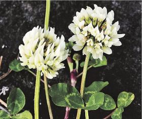 植物ツーショット（４６）／レンゲソウとシロツメクサ