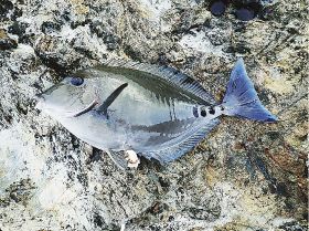 釣っとコラム　様変わりした春の海