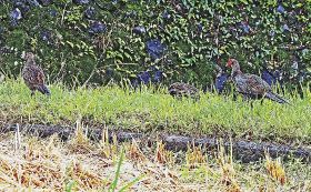 キジが落ち穂拾い　稲刈りシーズンを迎えた和歌山県南部で